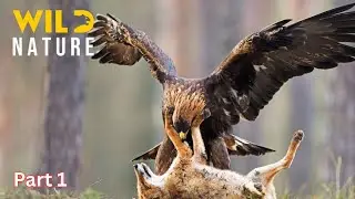 WILD YOSEMITE | The Battle for Survival Amidst Majestic Nature | Animal documentary