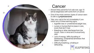 What are the health problems in senior cats?