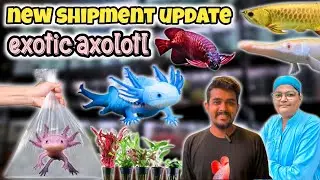 Freshwater Fish & Axolotl Shipment | Aquatic House Exclusive Delivery Unboxing lalukhet Karachi