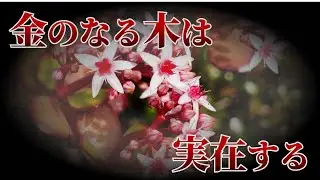 金のなる木は実在した？？カネノナルキの話