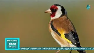 Stručnjaci: Hvatanje divljih ptica napad na prirodu