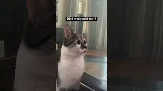 Not sure 😅🤣#shorts #shorts #shortvideo #queenwin #funny #memes #youtubeshorts #ytshorts #yt #fyp