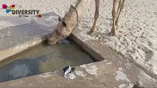 Thirsty Camel Drinking 47 Liter Water