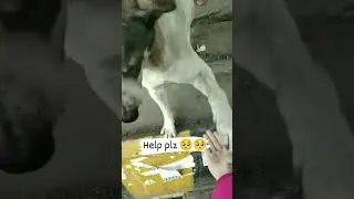 #animalloverworld #dog #youtubshort