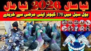 New Year 2026 Pigeon Sale Mela | 170 Lajawab ColorFull Kabootar Munasib Rates Ma Available #kabootar