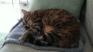 Cat has a Nightmare? Emma