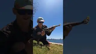 51cm Flatty on a LOLLY SNAKE?! 🐍🍬 #fishing #flathead #fishingvideo