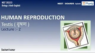 Human Reproduction | Testis #testis #primary sex organ #NEET,#BIOLOGY,#prepkey,#PrepKEY