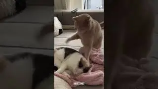 New Funny Animals 😂 Cats & Dogs Gone Wild 🐱🐶