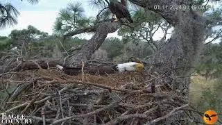 1/11/24~Eagle Country~Visitor Gets A Little Too Curious For Abby's Liking..