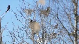 Птицы весной в заповеднике &laquo;Сильма в поселке Сааре в Сутлепа Эстония Хаапсалу&raquo;&laquo;Silma Nature Reserve&raquo;