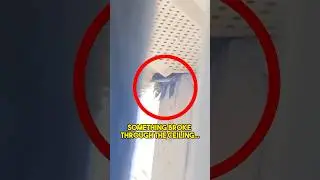 It Was Living in The Attic&hellip;
