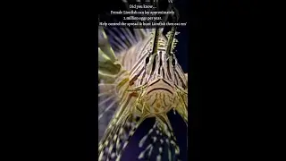 Did you know...Lionfish lay approx 2 million eggs per year...