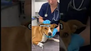 he broke protocol to save this dogs life