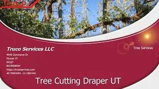 Tree Service Orlando