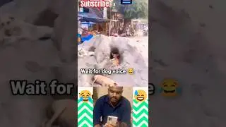 Reaction Shorts | Epic tamil dog memes #shortsfeed #shorts #viralvideo #funny #dogshorts