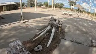 Namibië - Etosha Nationale Park