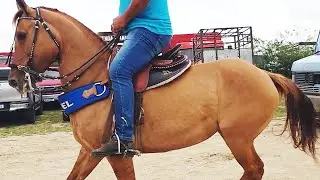 FEIRA DE CAVALOS EM CACHOEIRINHA-PE 17-07-2025 #nordeste
