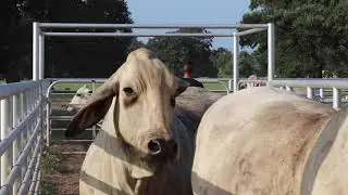 Brahman Cattle Working / Penning Demonstration by BRC