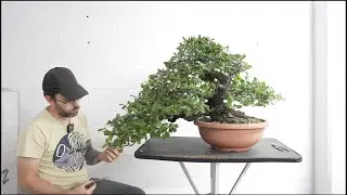 POTATURA SUL LECCIO BOMBA BONSAI