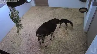 Denver Zoo welcomes baby Okapi