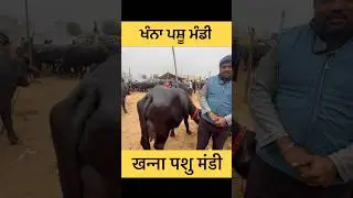 Dairy Farm Cow Buffalo | Khanna Pashu Mandi | Buying Shorts