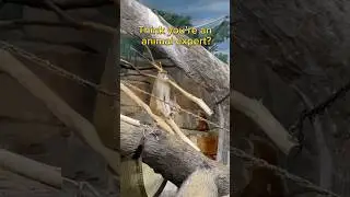 guess that animal quiz ~ Expert Level #animals