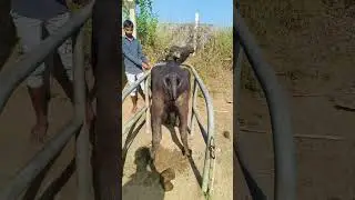 A.I. Semen in Buffalo 🦬 #animals #buffalo ##shorts #reels