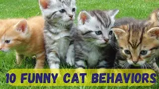What Are 10 Most Common Funny Cat Behaviors?