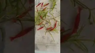 GAMBAS RED FIRE