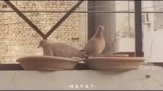 My wild guests
