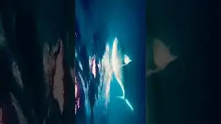 Daily updates of Discovery channel 😱🐬🐟🐬🐠🦈 #trending #viral #facts