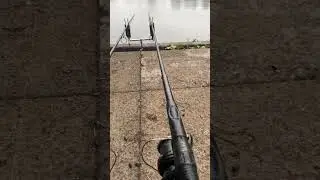 Carp run on the delkims TXI-D (11) #carp #fishing #carpfishing #carpbites&runsuk