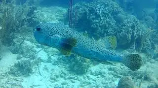 Glen's Porcupine Fish 1 Utila, January, 2017