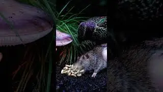 Unbelievable: The Shocking Parasite Extracted From a Dying Mouse in the Dark! #wildlife #nature anim