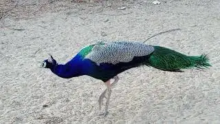 PEACOCK BIRD - MOR - PAVO REAL