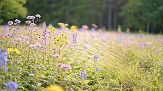 Peaceful Wildflower Meadow Sounds (1 Hour)🌼🐦 | Calming Birds for Sleep, Study & Stress Relief