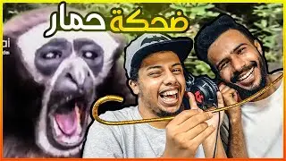 مطبات جيزان و ضحكة الحمار🤣!! #56 ميمز الحمقى