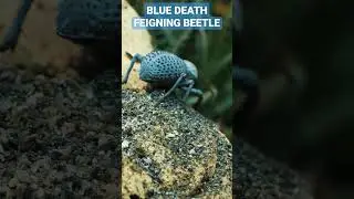 Blue Death Feigning Beetles 🪲 💙 #bdfb #tarantulacollective #beetle