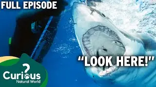 The WORST Sea Creatures To Get Close To Unprepared ! | Full Episode Documentary