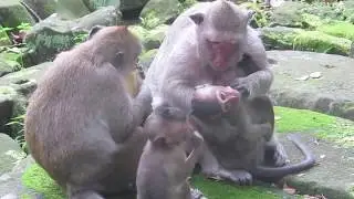 Pitiful lori Baby Monkey Crying Loudly Call Amari Mother cos Scare Fight fm Popeye|Baby MonkeysPost