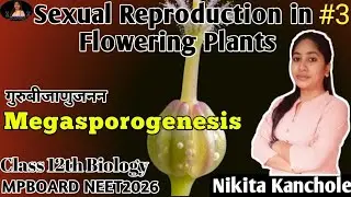 Megasporogenesis | Female Gametophyte | Make your Concepts Clear| #12thbiology #NEETbiology2026