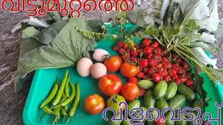 എന്റെ അടുക്കളത്തോട്ടത്തിലെവിളവെടുപ്പ് | പെട്ടെന്ന്വളർത്താൻപറ്റുന്നപച്ചക്കറി|Easy growing vegetables 