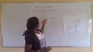 SS1 Animal Husbandry  Livestock Reproduction