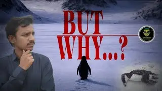 The real story of viral Penguine | Reviews Rayudu #penguin #storyexplanation 