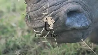 Conservation Safari | Rhino Conservation & Dehorning Experience