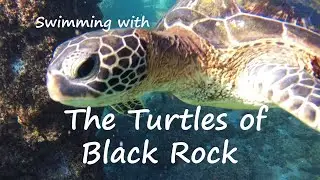 Snorkeling with turtles at Black Rock, Maui