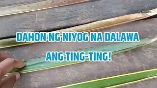 DAHON NG NIYOG NA DALAWA ANG TING-TING!, KAKAIBA!