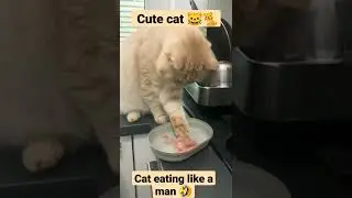 fluffy cat eating 😺🍴