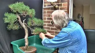 Scots Pine Autumn Tidy